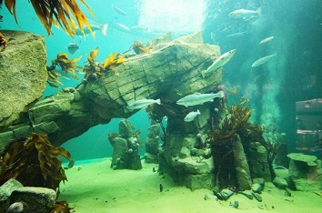 macduff aquarium
